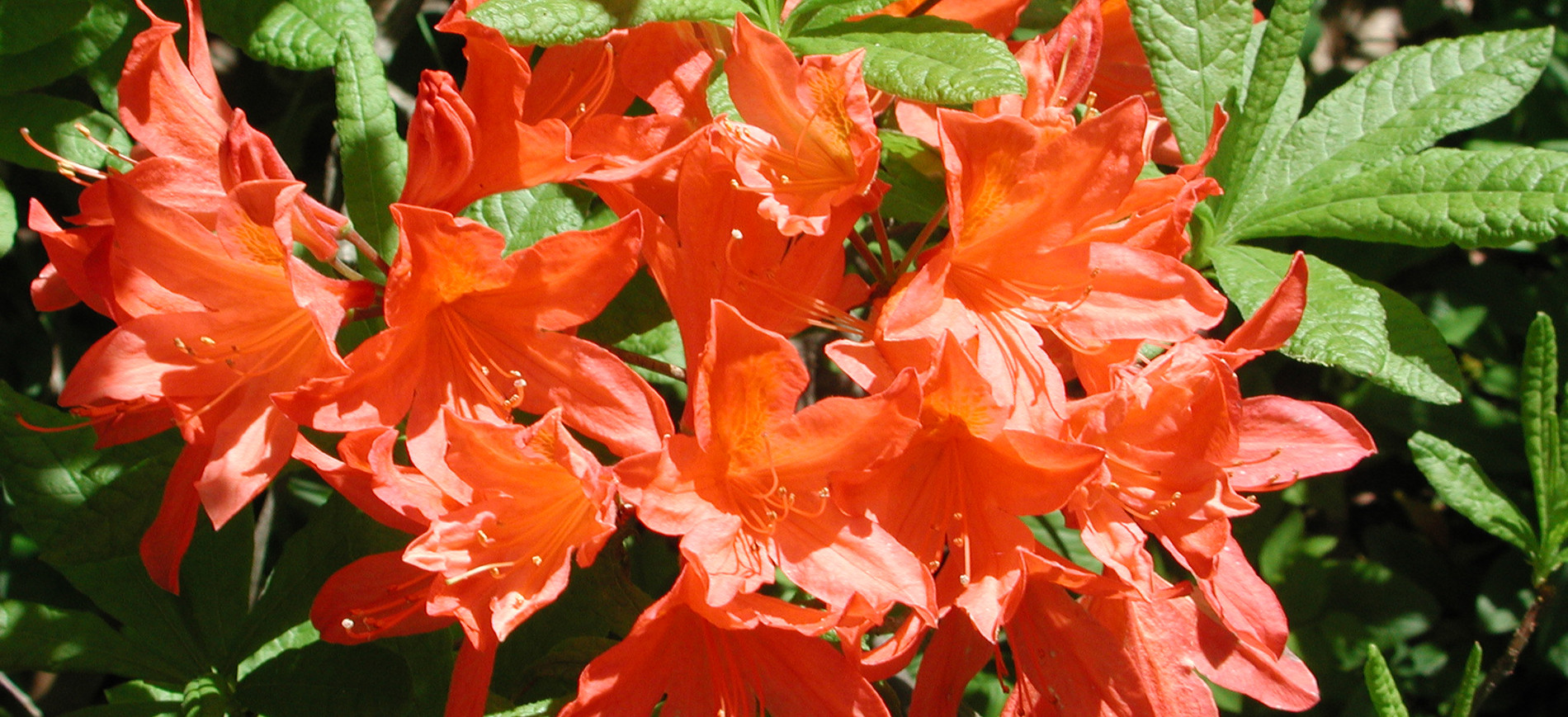 salmon color azalea blooms