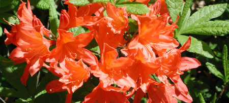 salmon color azalea blooms