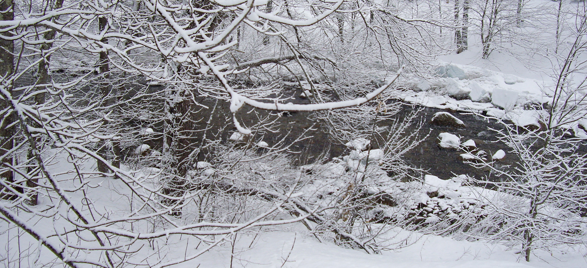 Snow laden trees along Ellis River Jackson NH