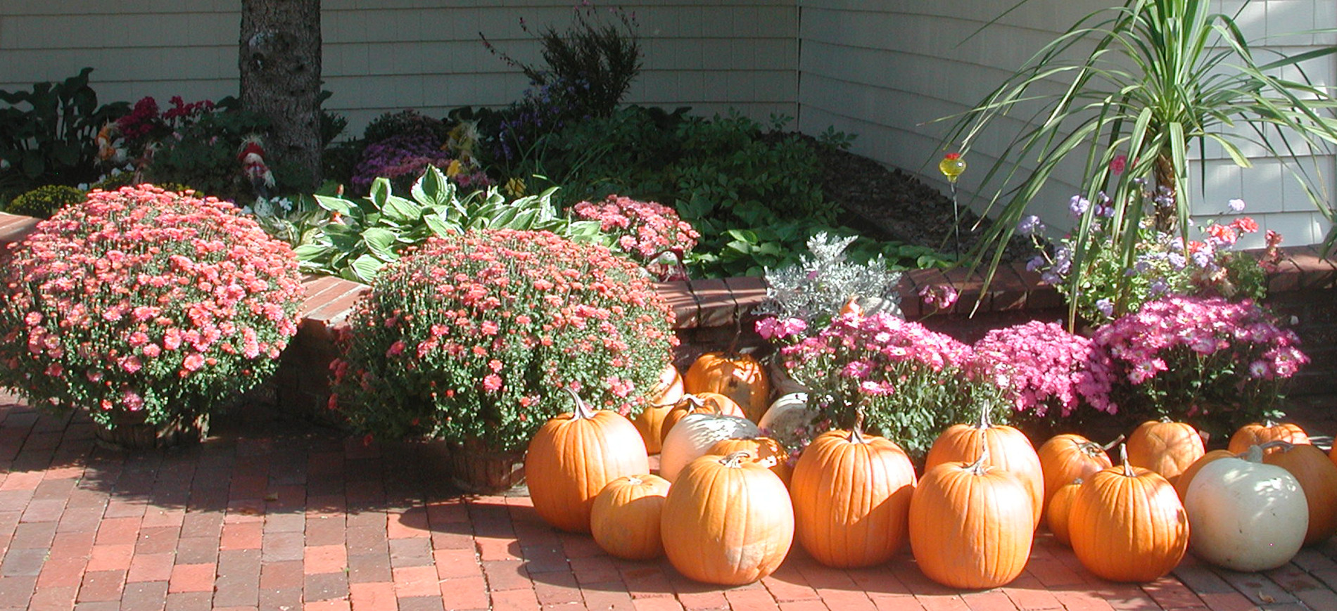 Pumpkins & fall flowers on brick patio in front of garden