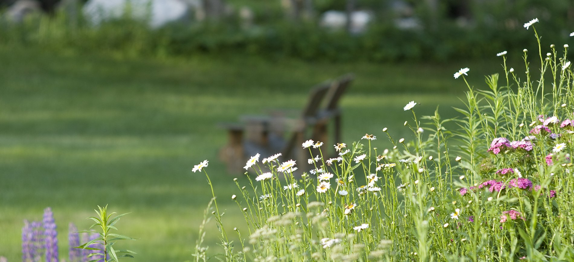 Picture of flowers.