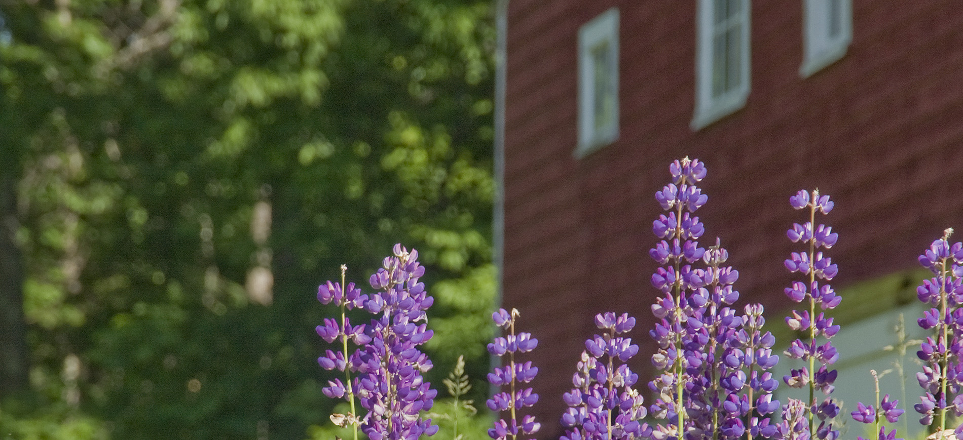 Lupine detail with red barn and trees in background