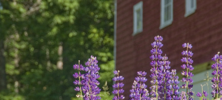 Lupine detail with red barn and trees in background