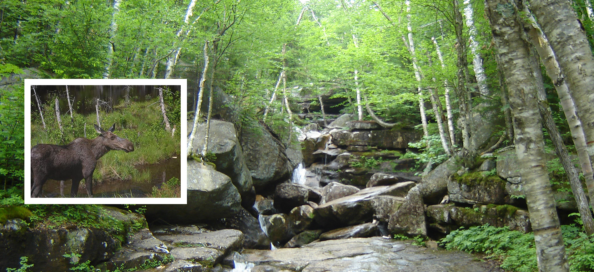 Moose and waterfall in forest