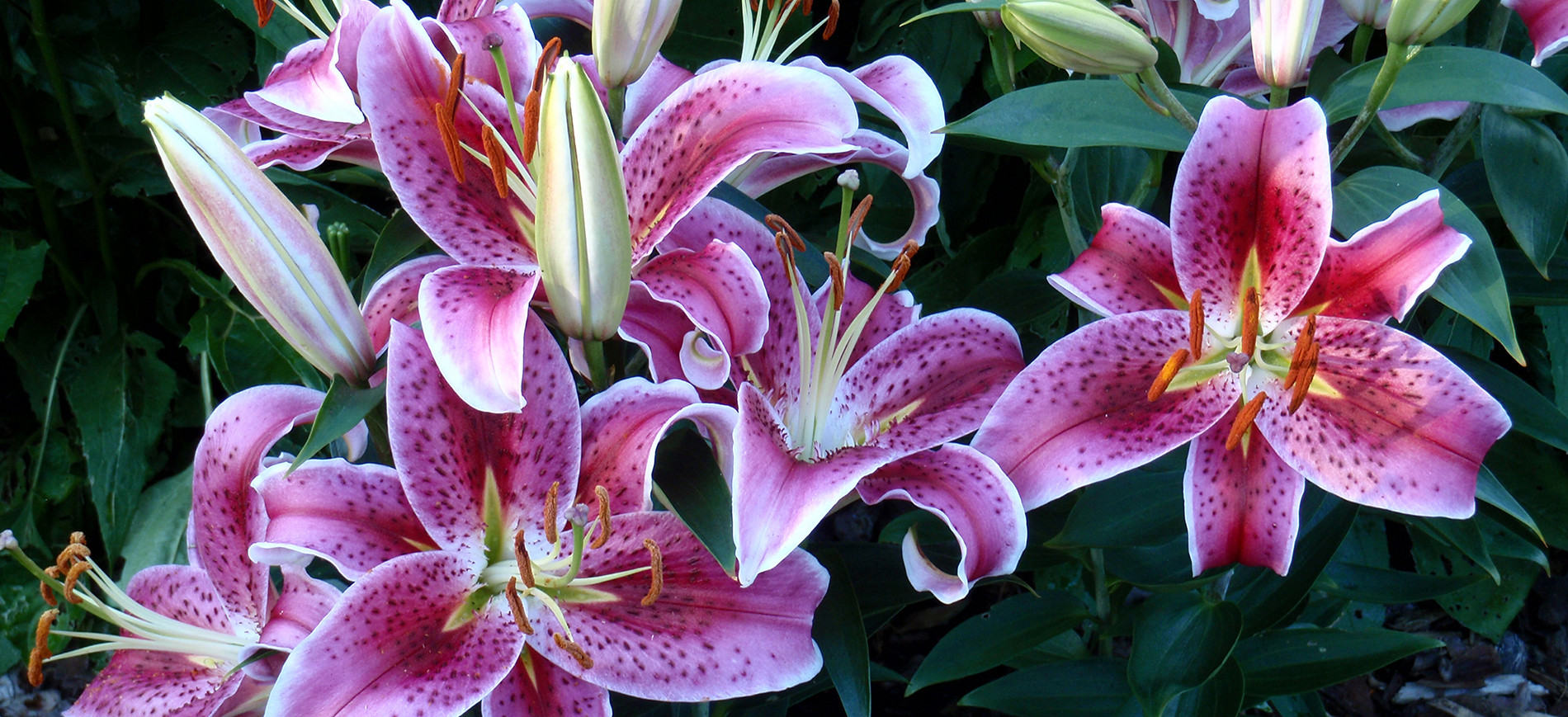 stargazer lilies