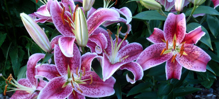 stargazer lilies