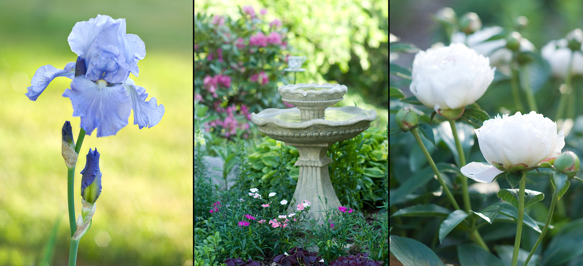 collage of blue iris, fountain in garden, white peonies