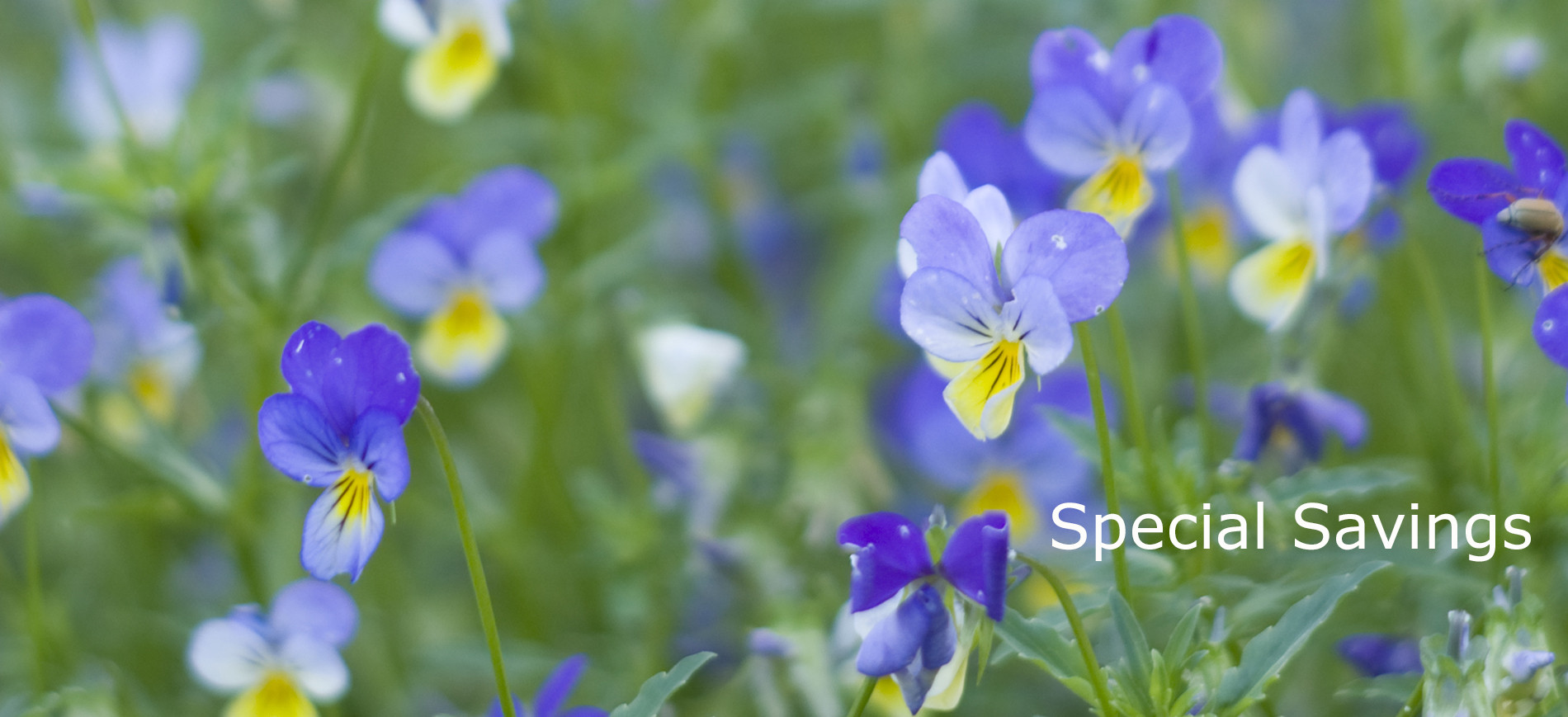 Closeup of wildflowers ~ Special Savings