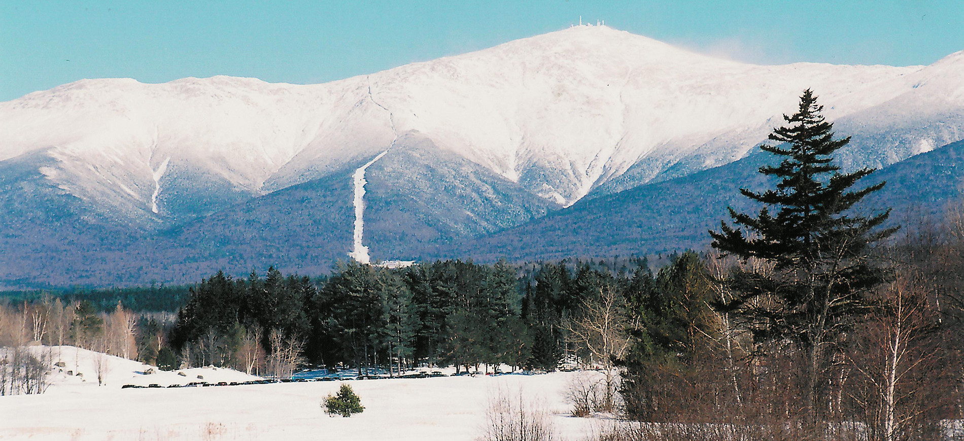 Mt Washington with evergreens inm foreground