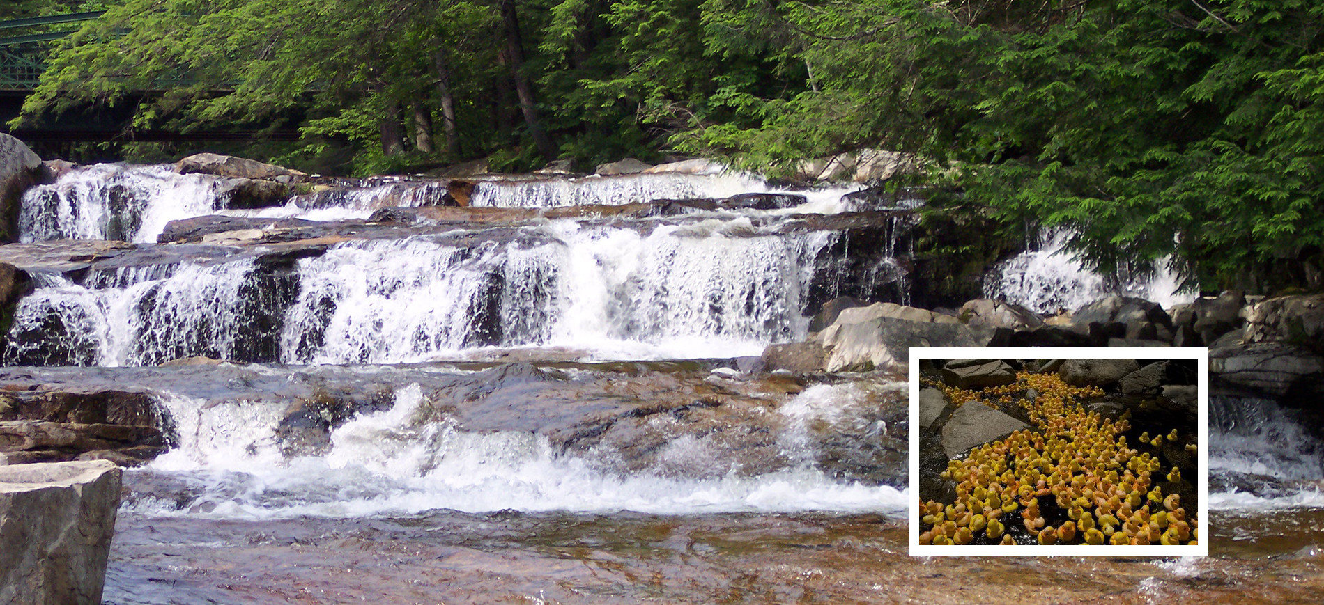 Jackson Falls and ducks in Wildquack race