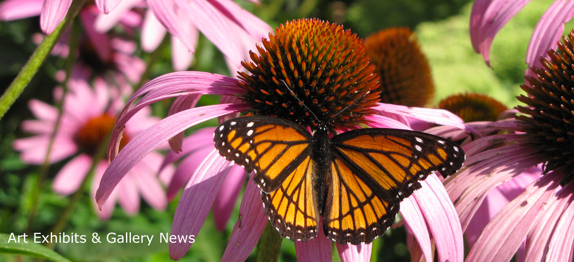 Butterfly on cone flowers ~ Art Exhibits & Gallery News