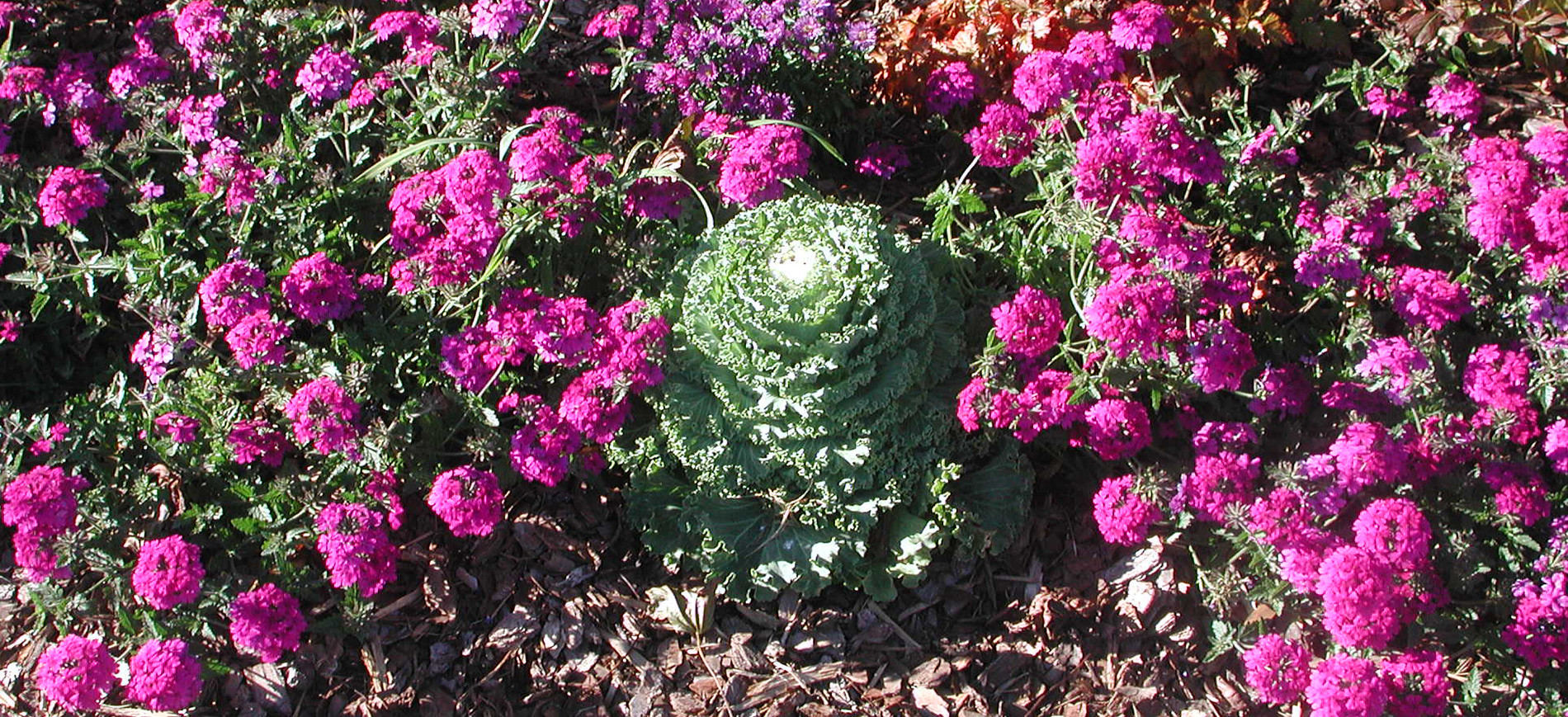 White & Green cabbage surrounded by pink flowers in garden