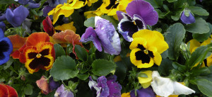 innpansies960