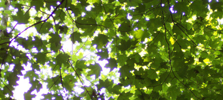 leaves against sky