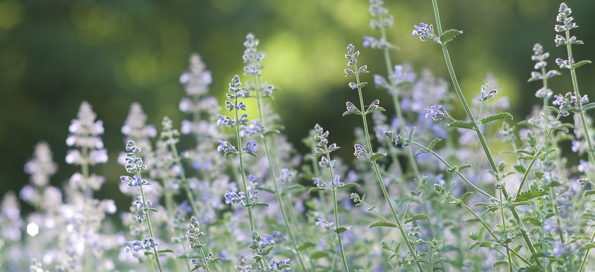 Blue wildflowers with green trees in background