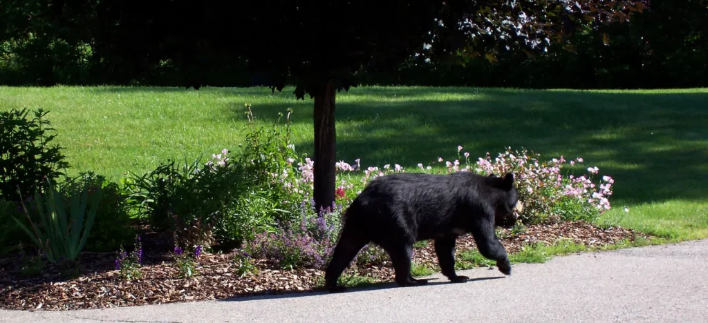 Black bear walking near a garden in a sunny park.