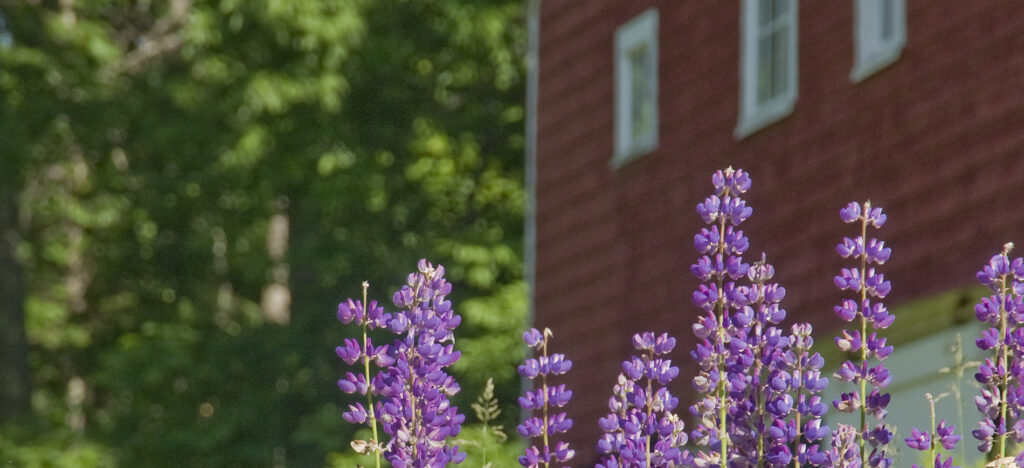 Lupine closeup with lawn in background.