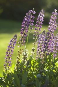 Lupine closeup with lawn in background