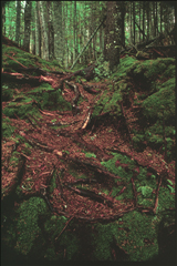 Path to Crawford Ledge