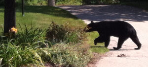 bear on rocks in Ellis River.