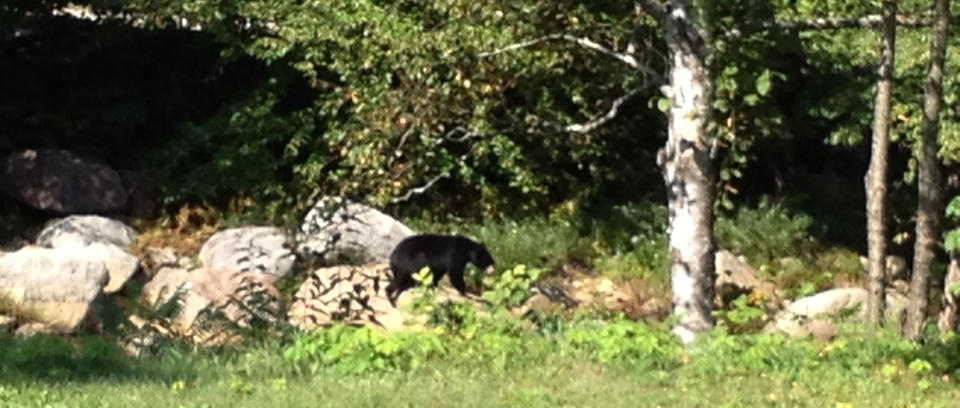 bear on rocks in Ellis River