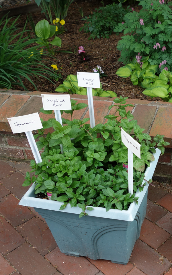Four mint plants in pot