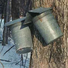 collecting maple sap