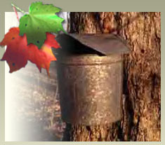 bronze maple bucket attached to maple tree with foliage leaves