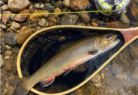 North Country Angler