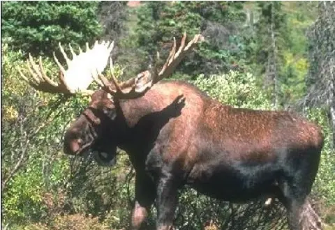 Dan’s Scenic Tours – Moose Tours